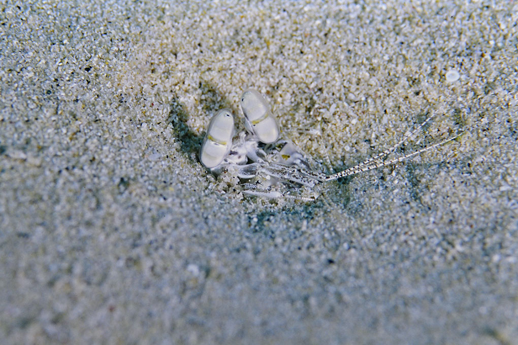 砂に潜るトラフシャコ