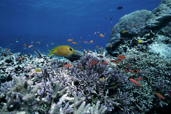 珊瑚礁の仲間たち