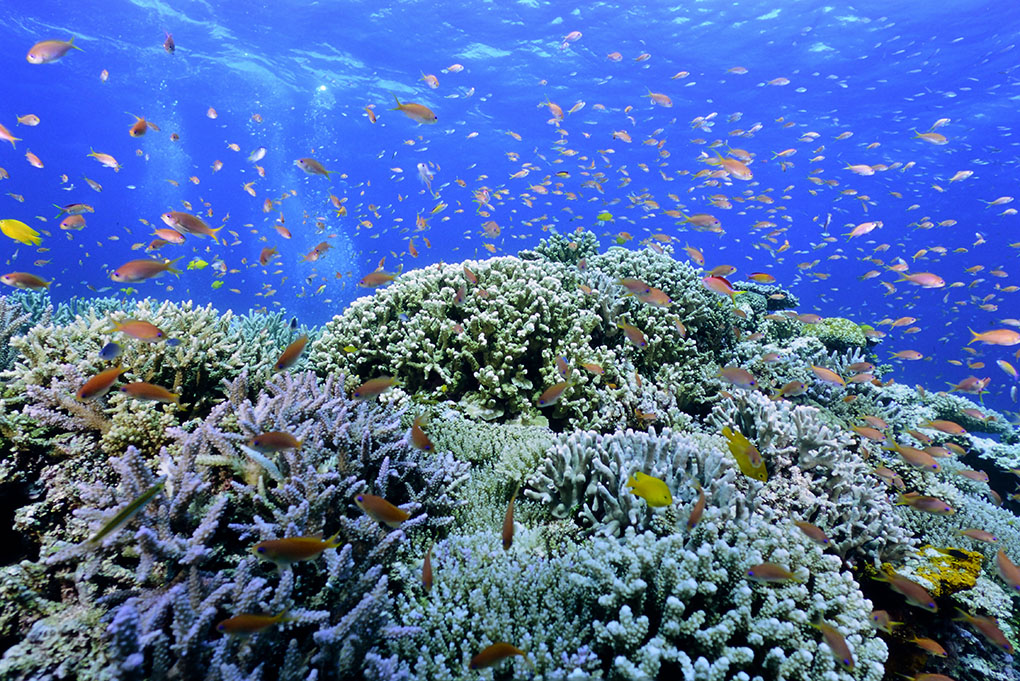 サンゴ礁に群れるキンギョハナダイ