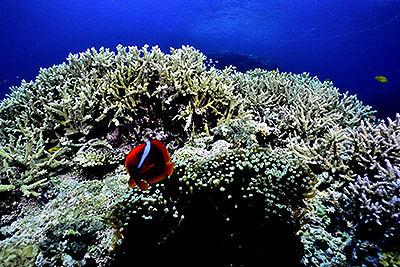 サンゴ礁と魚の群れ